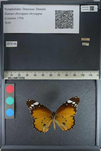 Media type: image;   Entomology 165568